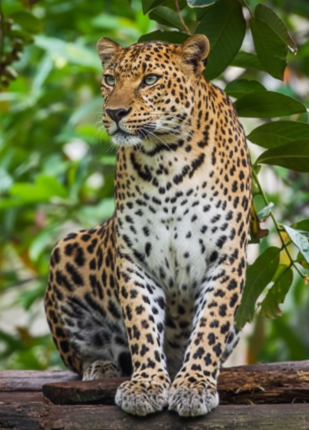 Wildlife Tours Sri Lanka - Safari & Nature